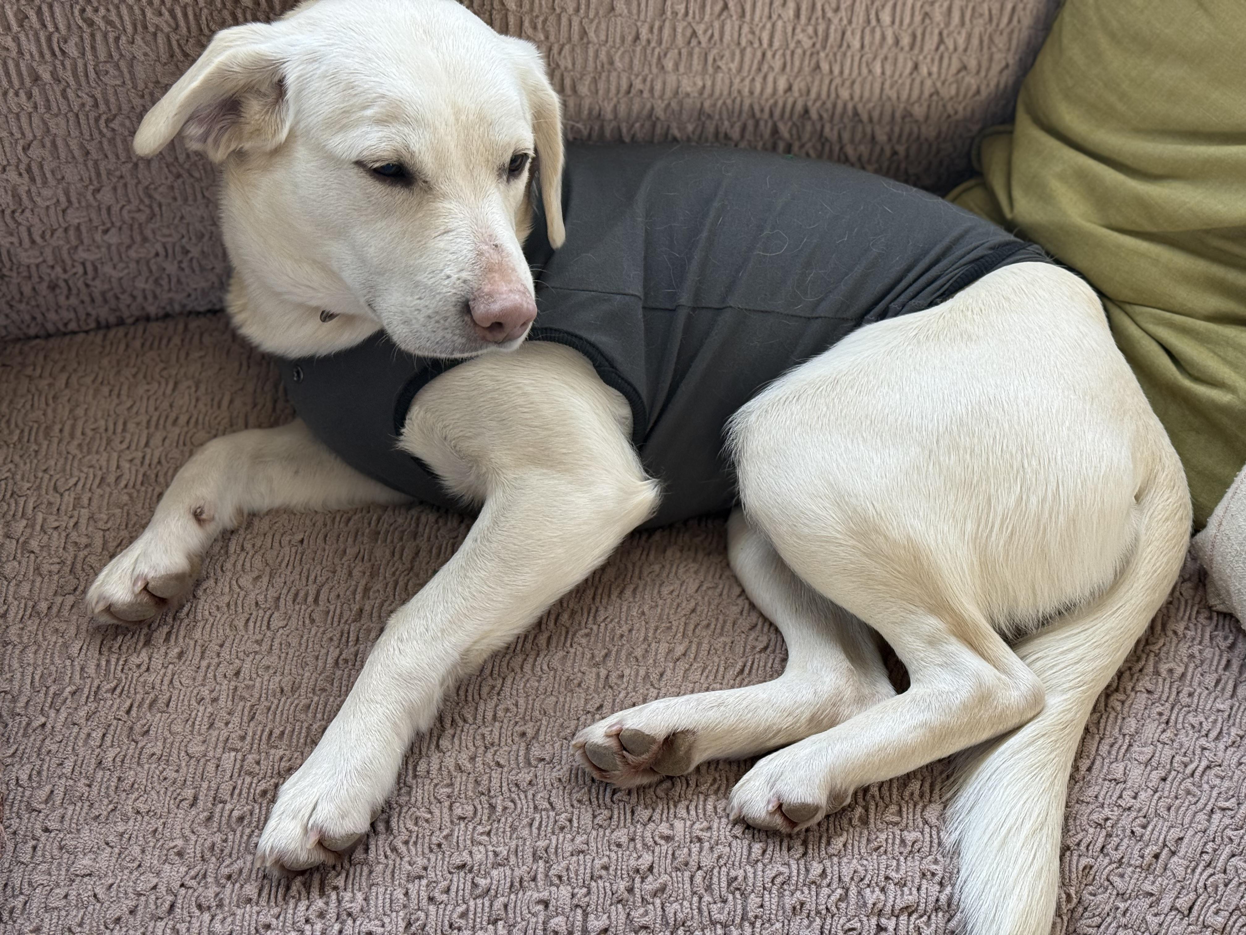 Enlarge Saltine, an adopted Labrador Retriever in Indianapolis, IN image 2/6