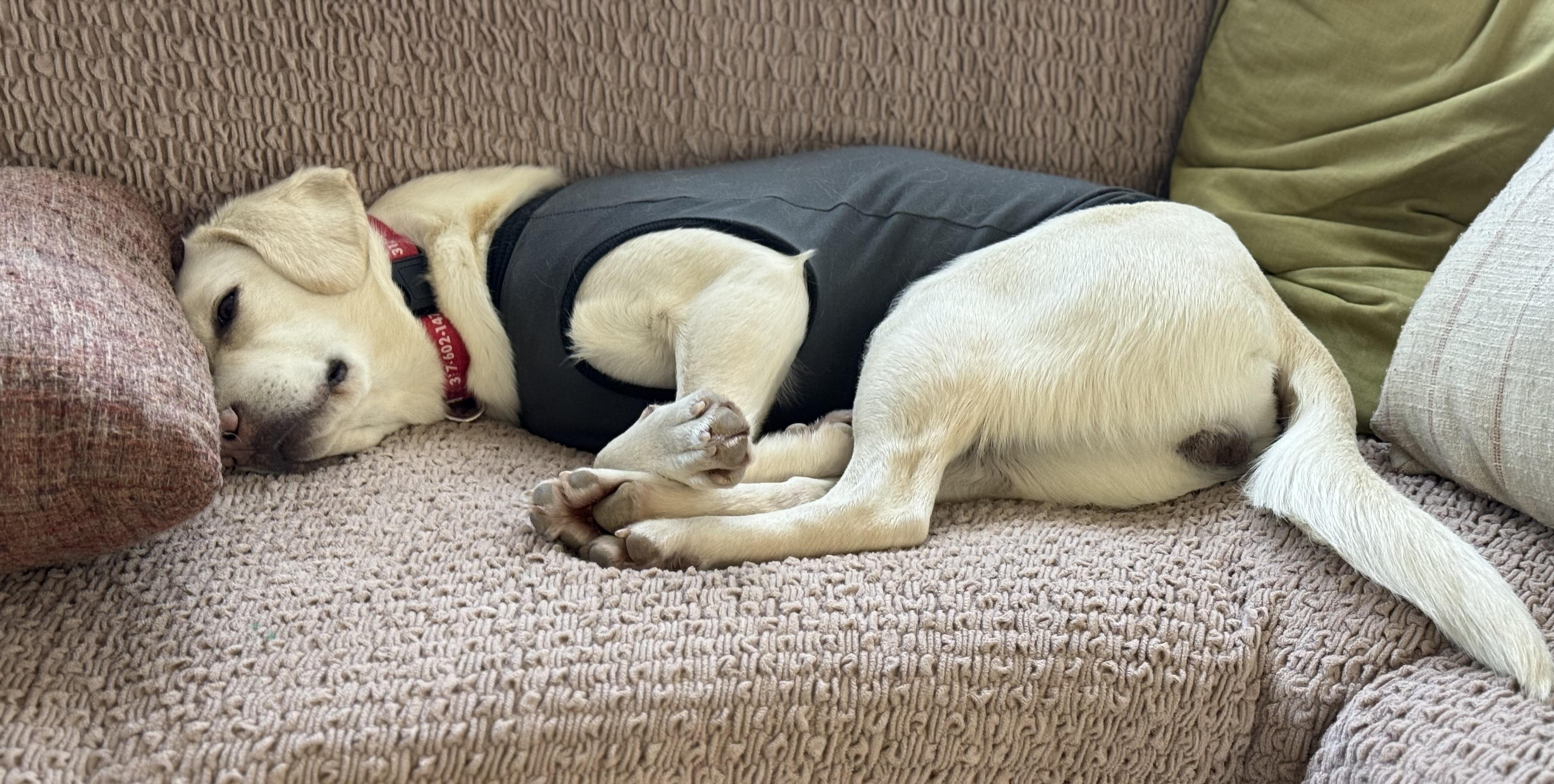 Enlarge Saltine, an adopted Labrador Retriever in Indianapolis, IN image 3/6