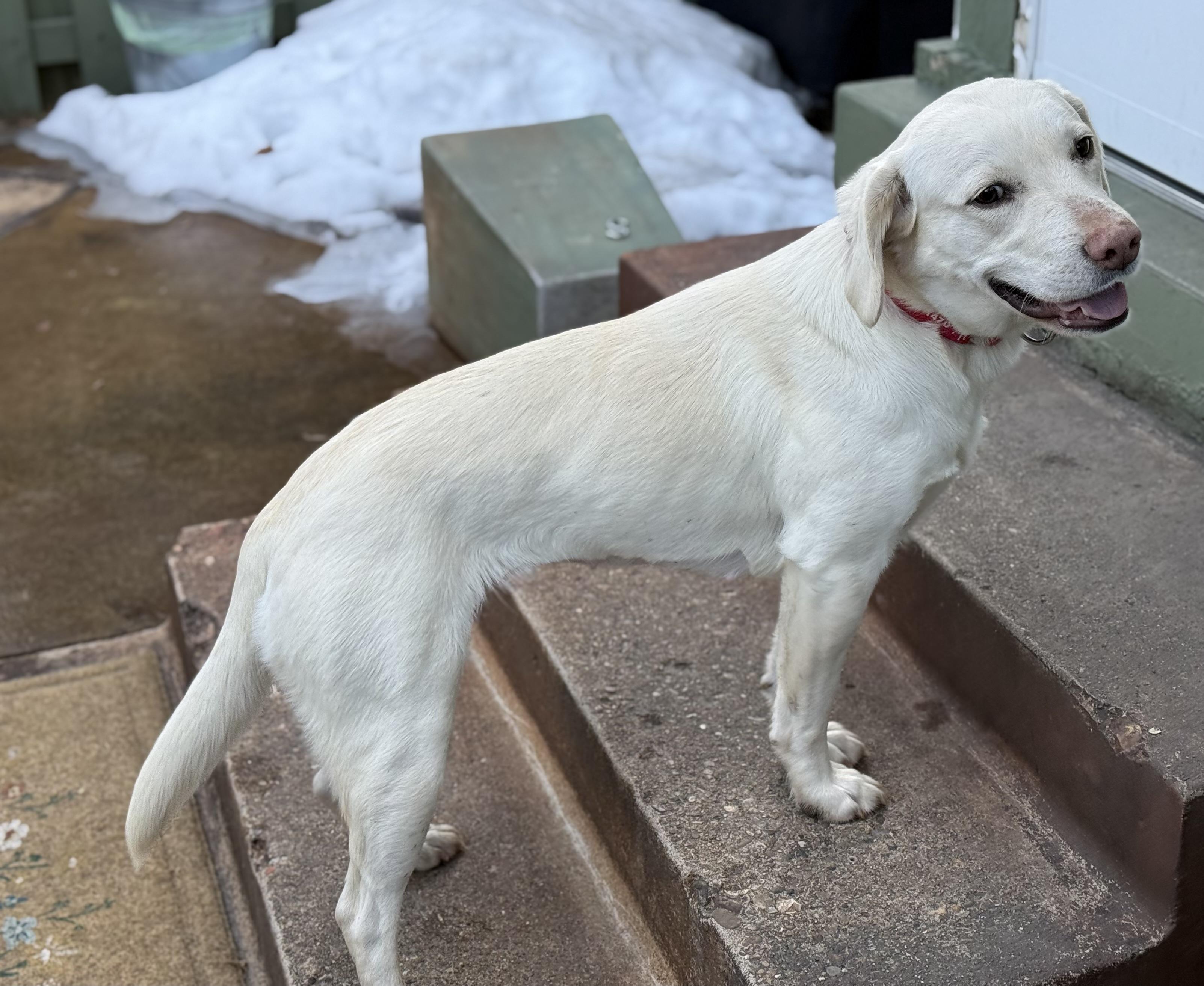 Enlarge Saltine, an adopted Labrador Retriever in Indianapolis, IN image 6/6