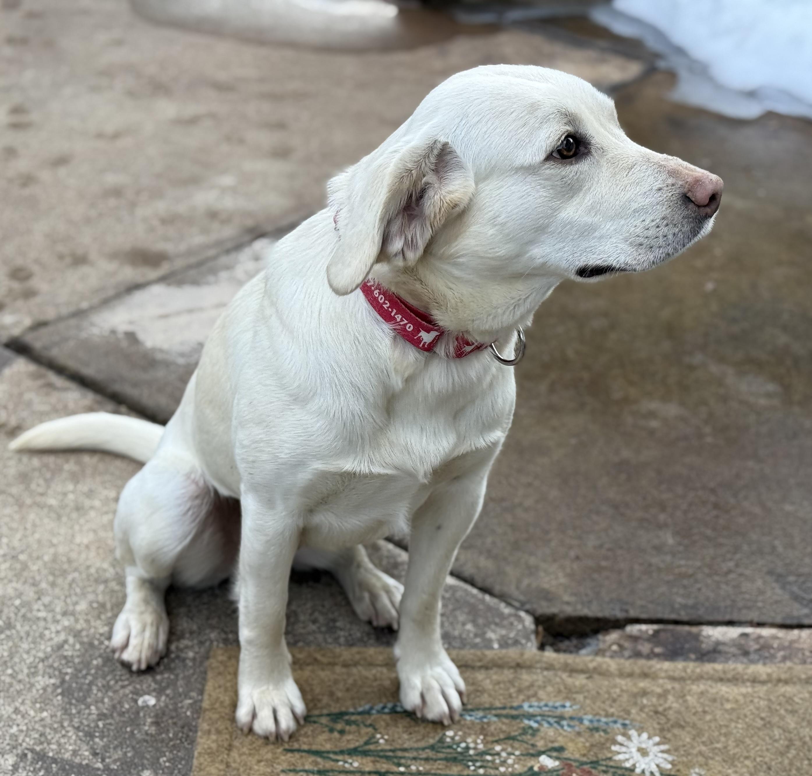 Enlarge Saltine, an adopted Labrador Retriever in Indianapolis, IN image 4/6