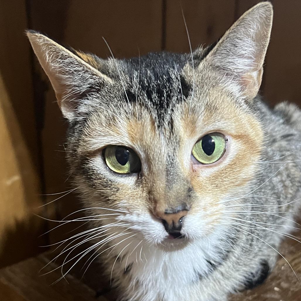 Katie, Adoptable, Adult Female Domestic Short Hair.