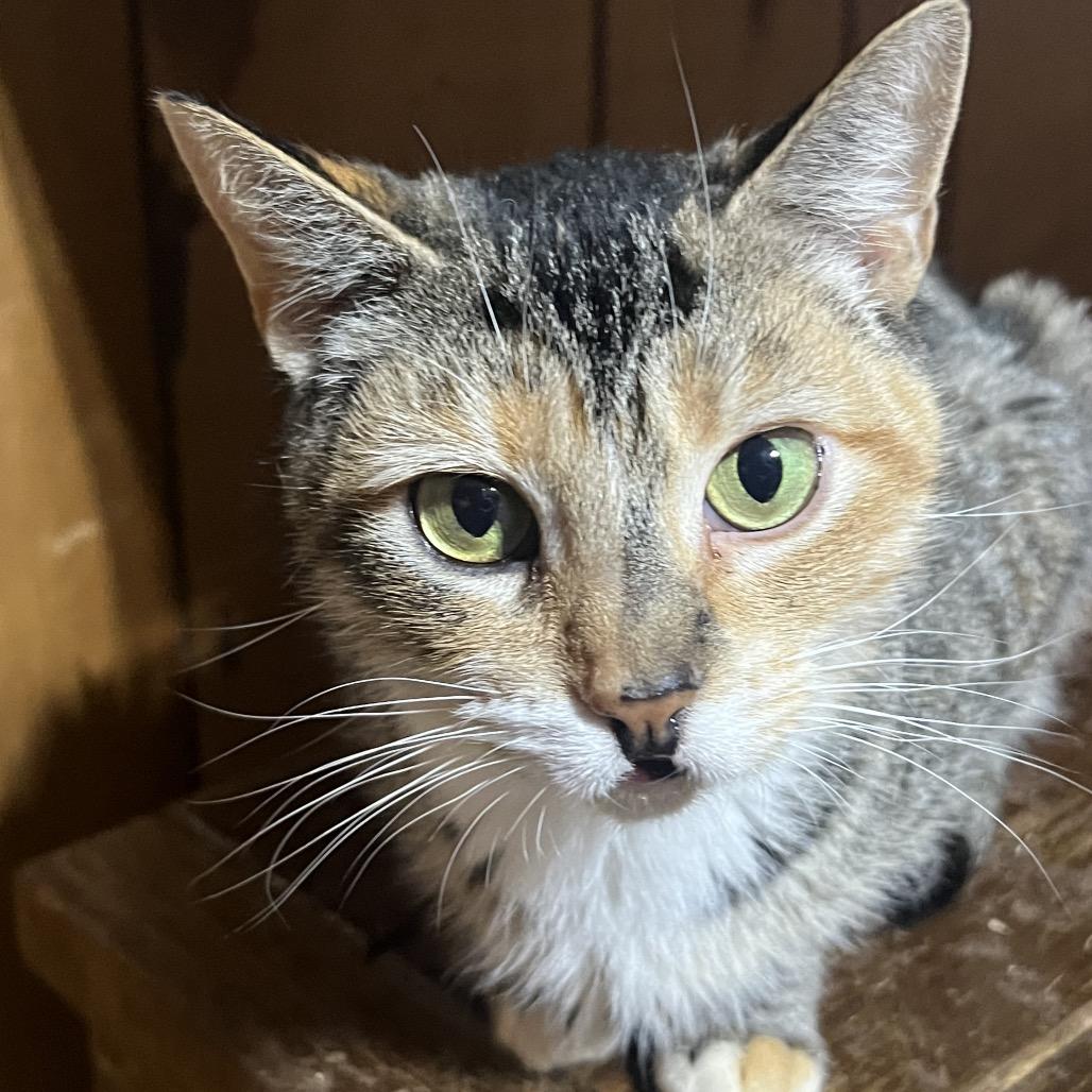 Katie, a Adoptable Domestic Short Hair in Mansfield, PA image 2/3