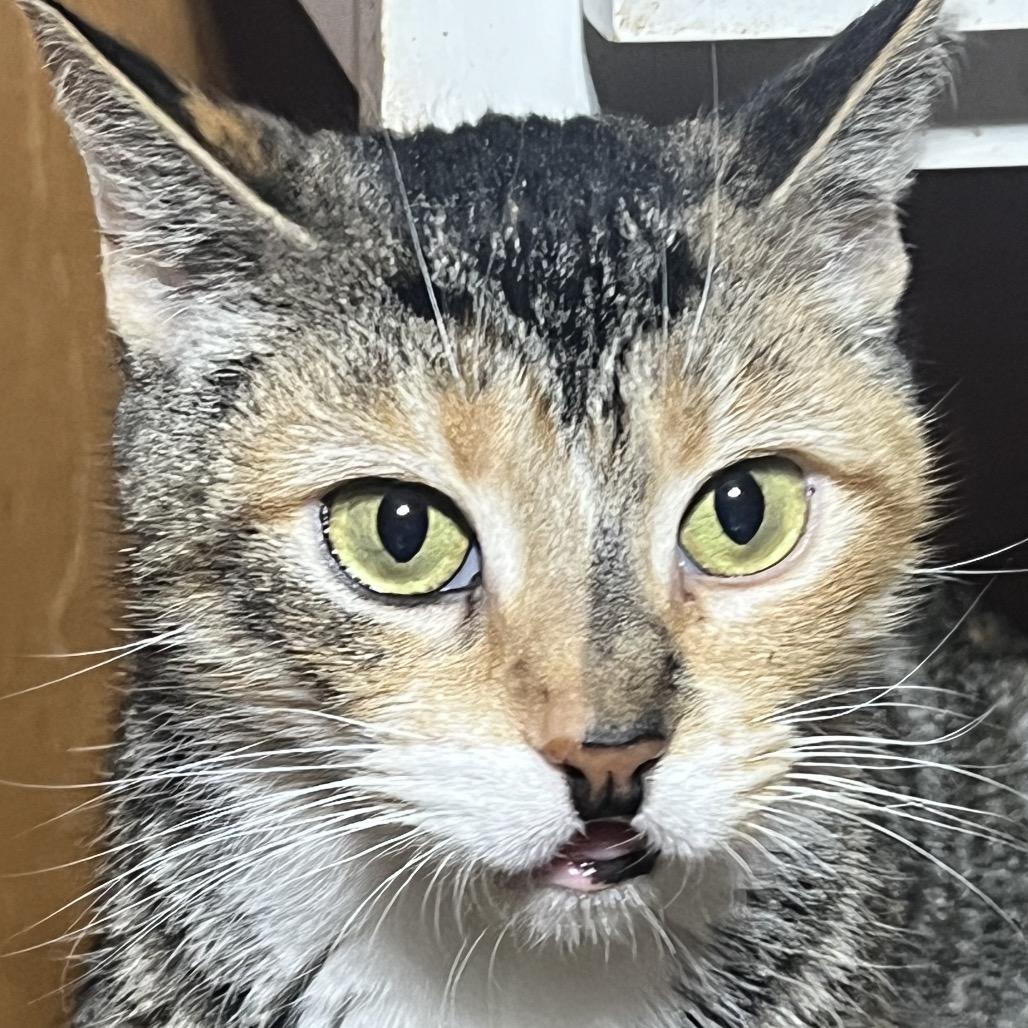 Katie, a Adoptable Domestic Short Hair in Mansfield, PA image 3/3