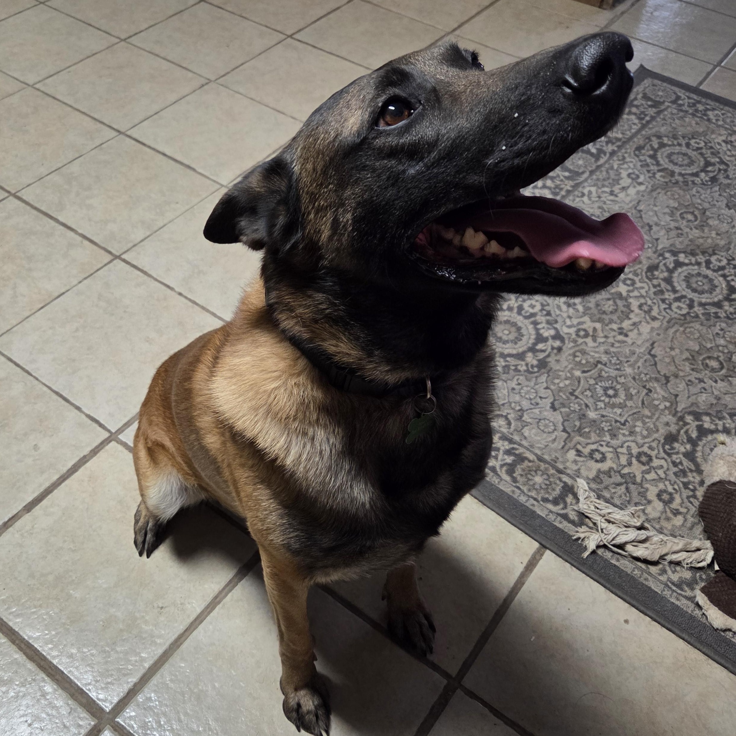 Enlarge Canelo, an adopted Belgian Shepherd / Malinois in Muncie, IN image 6/6