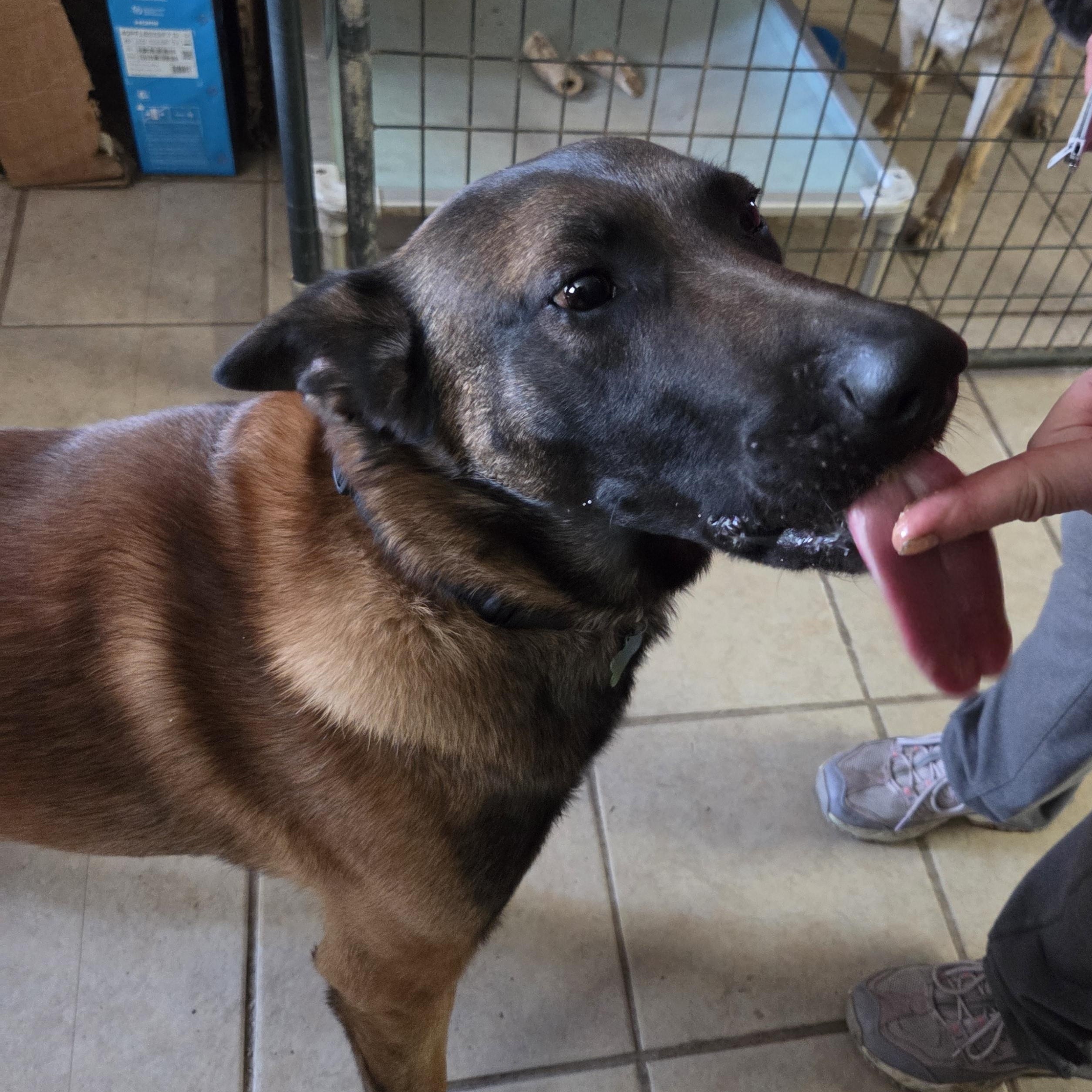 Enlarge Canelo, an adopted Belgian Shepherd / Malinois in Muncie, IN image 5/6