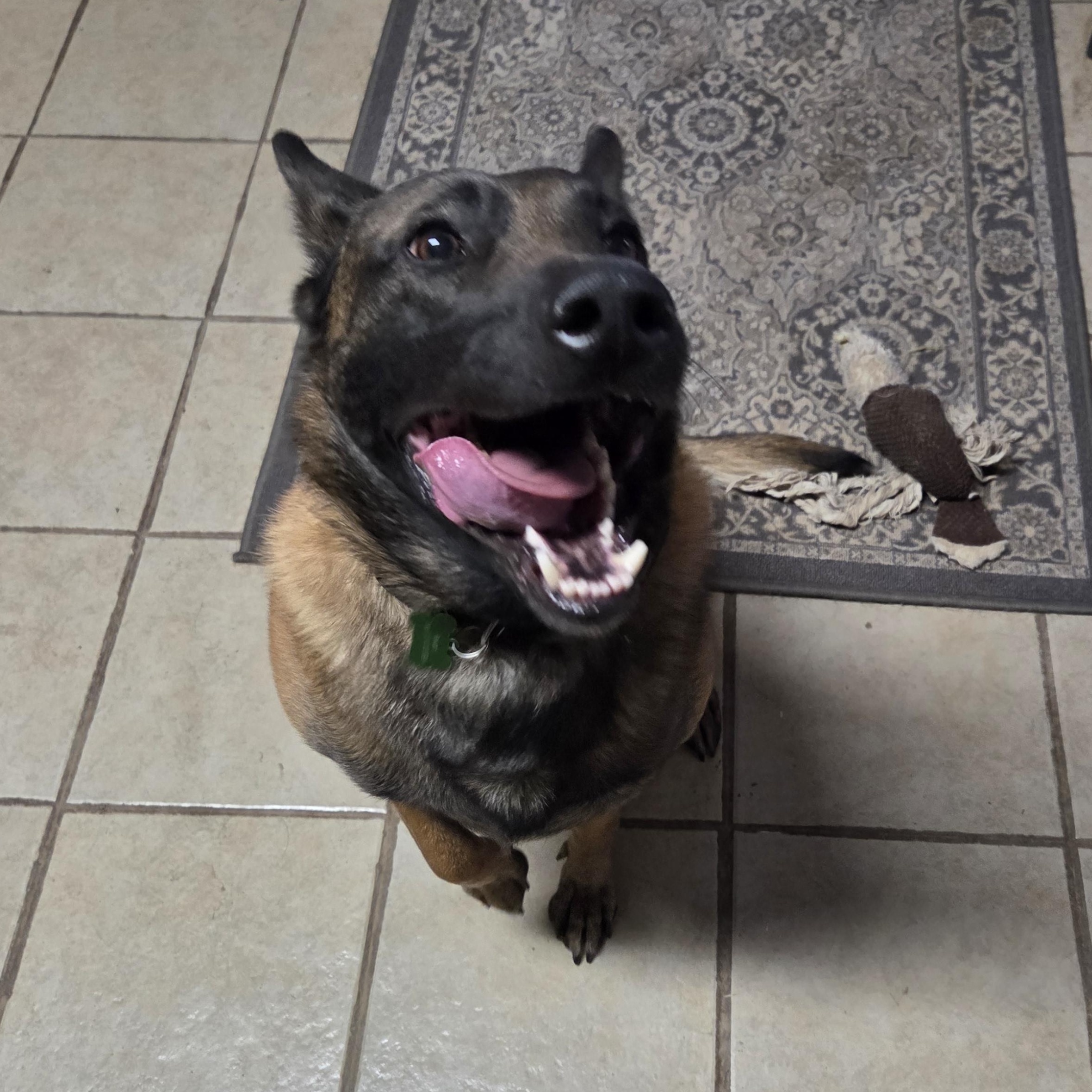 Enlarge Canelo, an adopted Belgian Shepherd / Malinois in Muncie, IN image 4/6