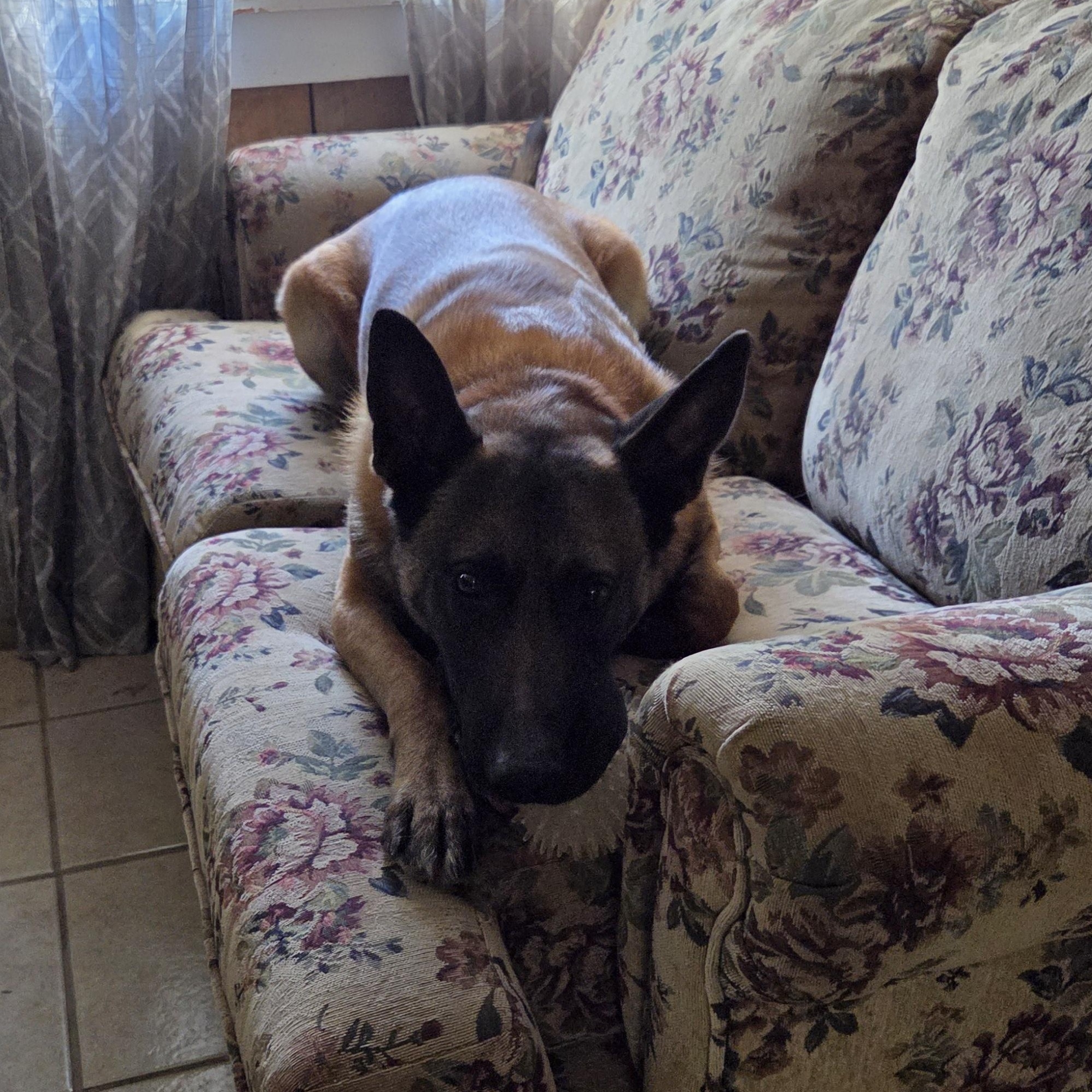 Canelo, adopted, Adult Male Belgian Shepherd / Malinois.