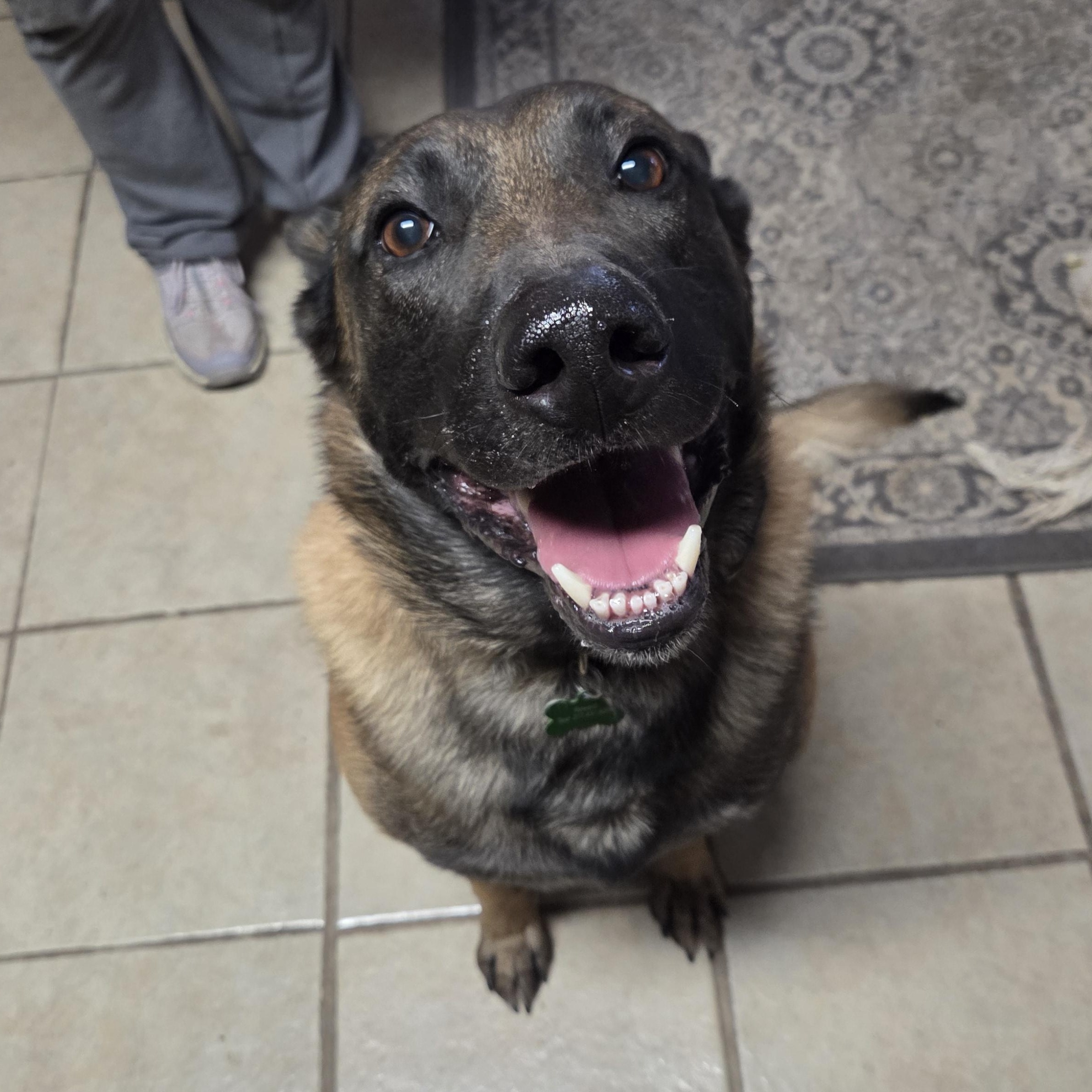 Enlarge Canelo, an adopted Belgian Shepherd / Malinois in Muncie, IN image 2/6