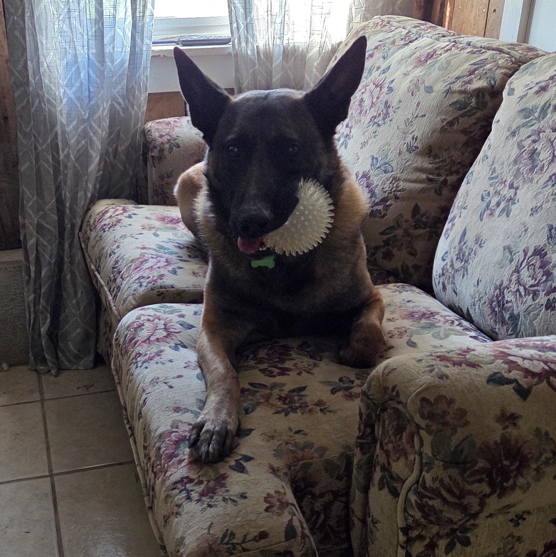 Enlarge Canelo, an adopted Belgian Shepherd / Malinois in Muncie, IN image 3/6