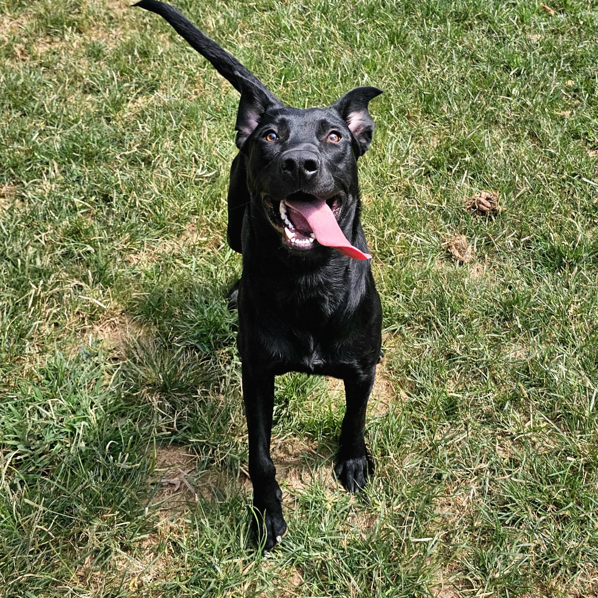 Turbo, a Adoptable mixed breed in Searcy, AR image 2/6