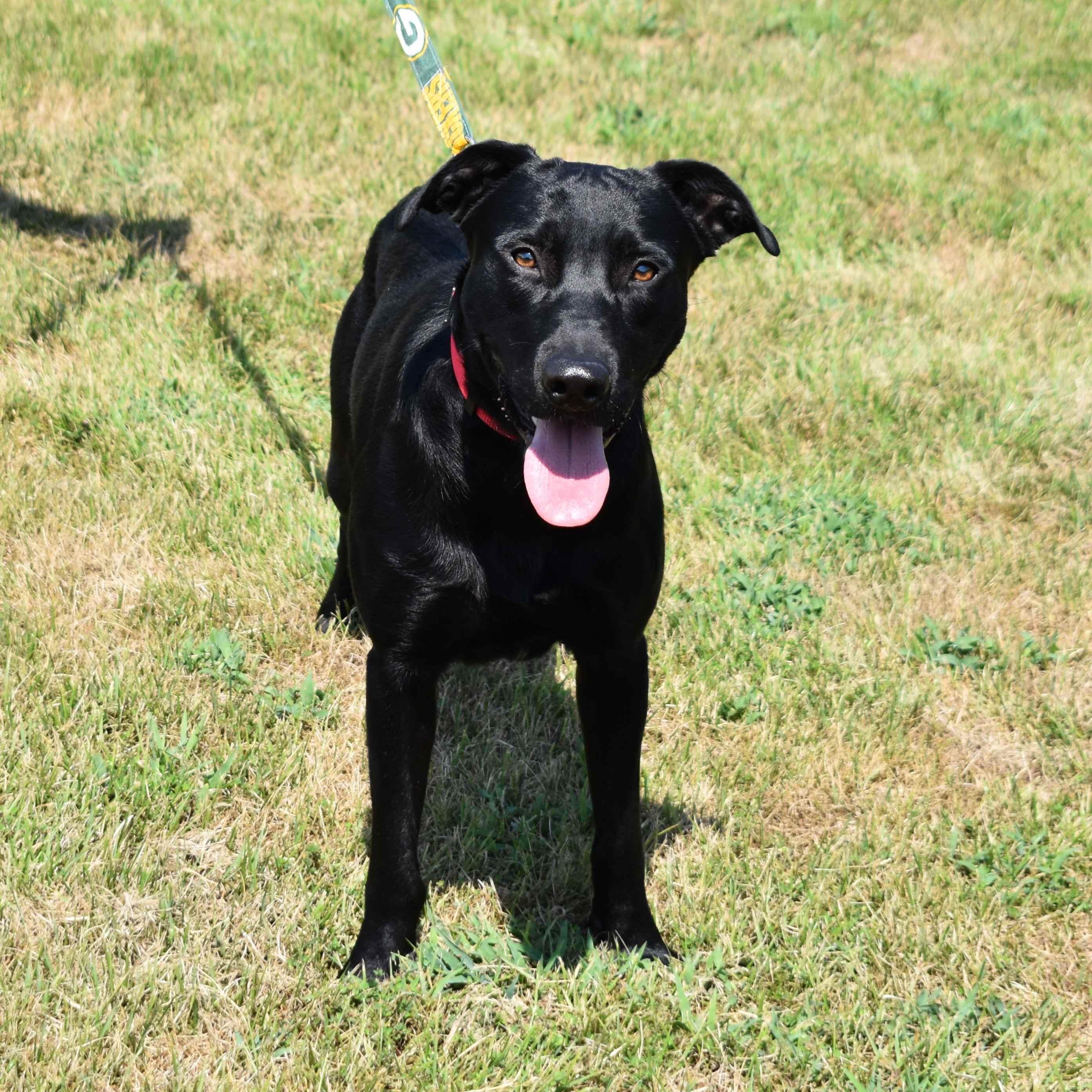Turbo, Adoptable, Adult Male Labrador Retriever.