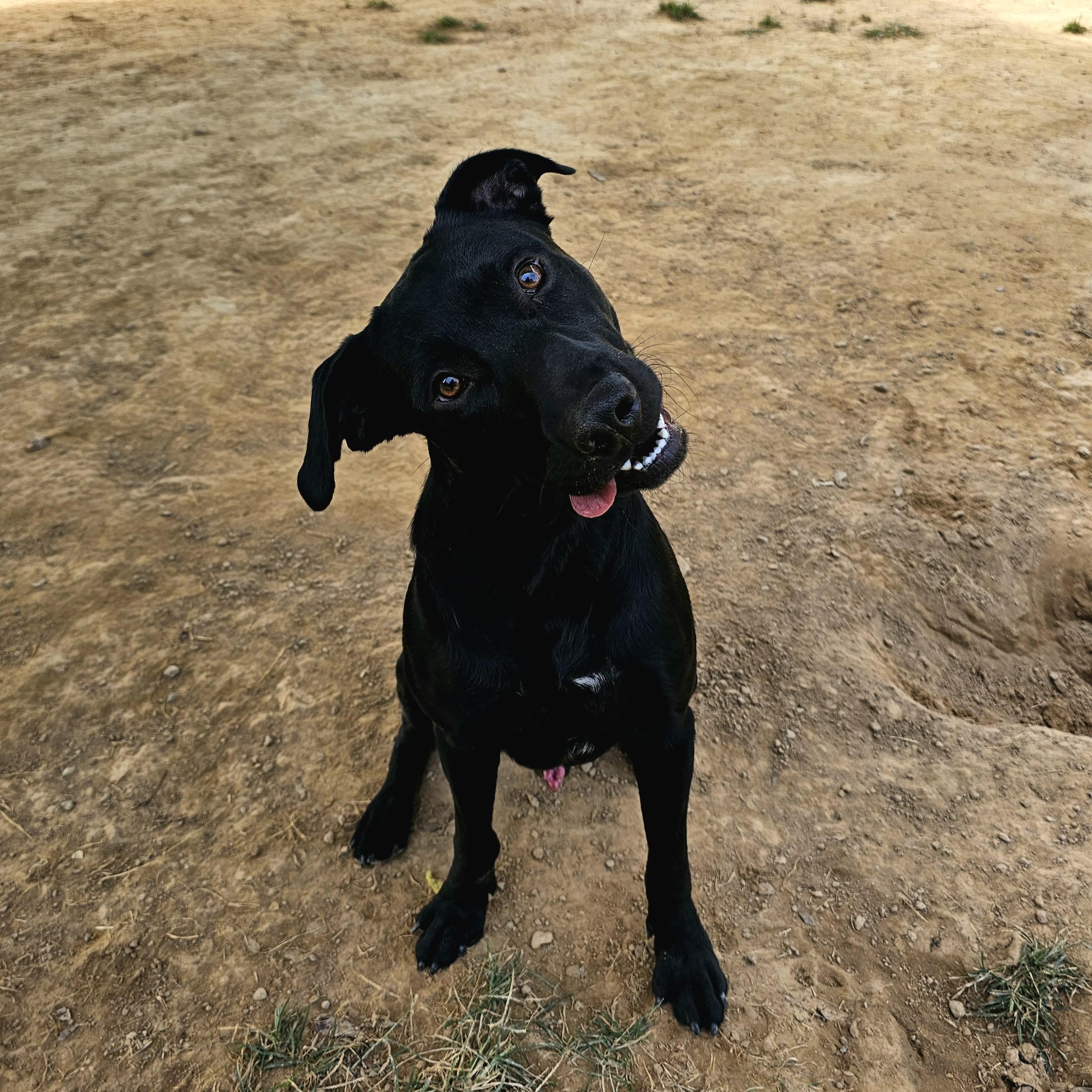 Turbo, a Adoptable mixed breed in Searcy, AR image 3/6