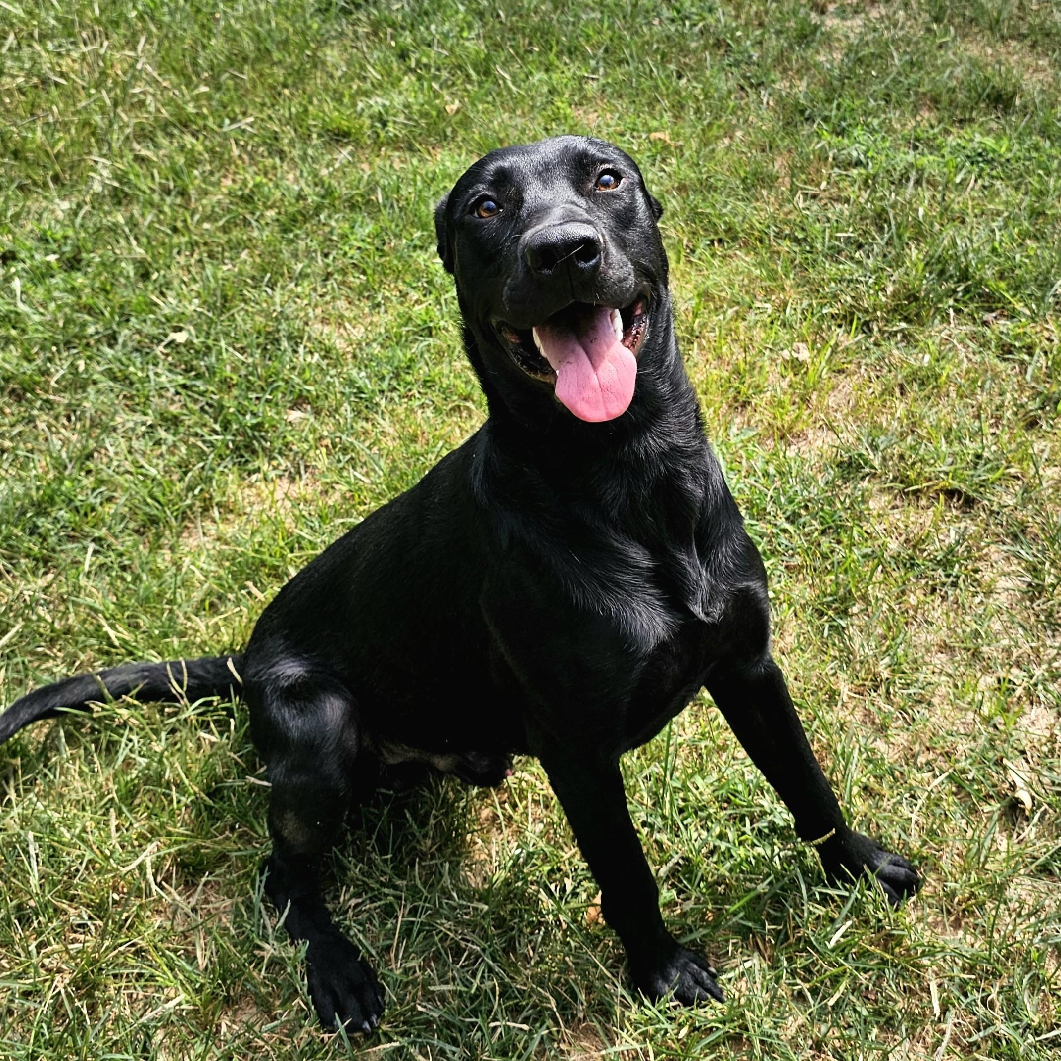 Turbo, a Adoptable mixed breed in Searcy, AR image 4/6