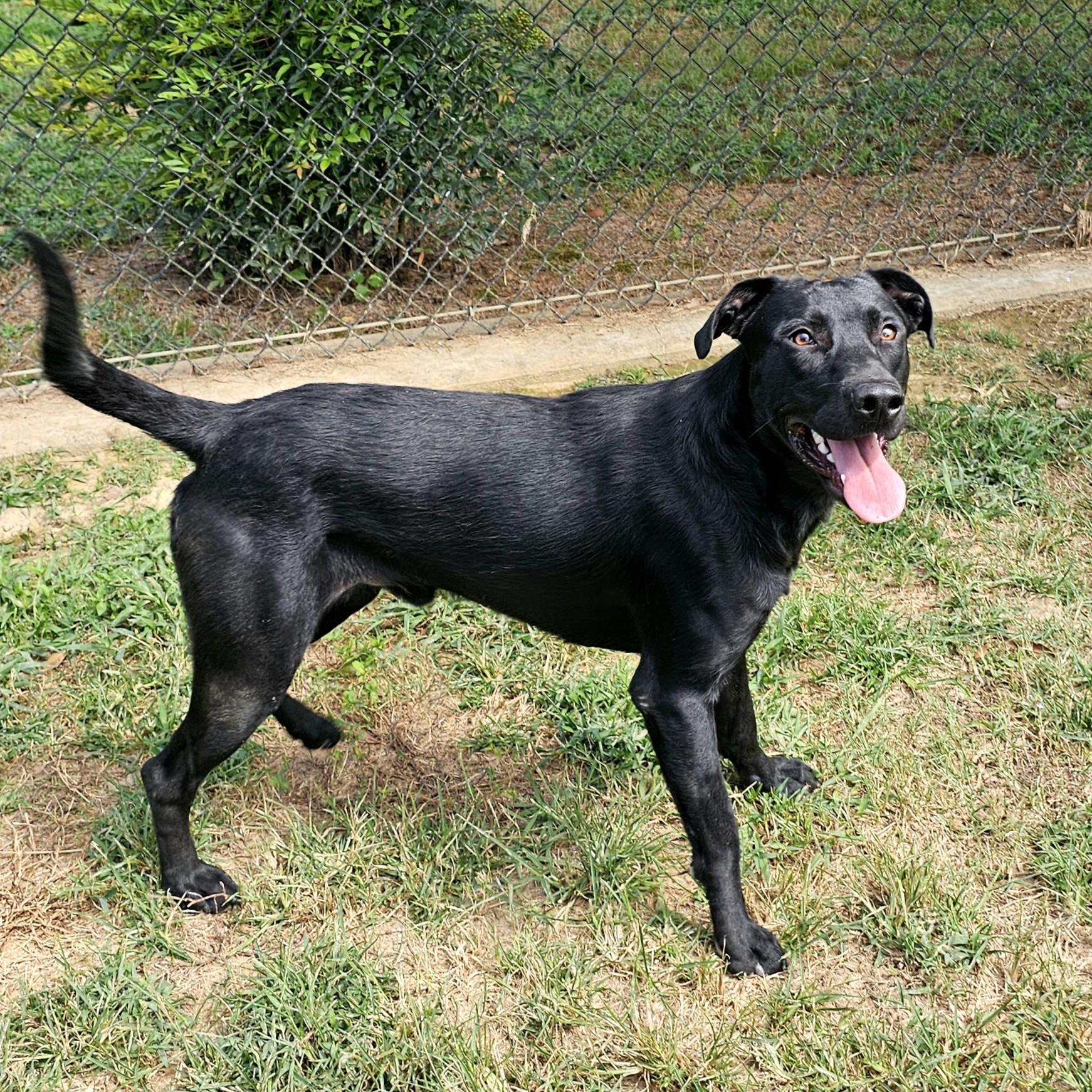 Turbo, a Adoptable mixed breed in Searcy, AR image 1/6