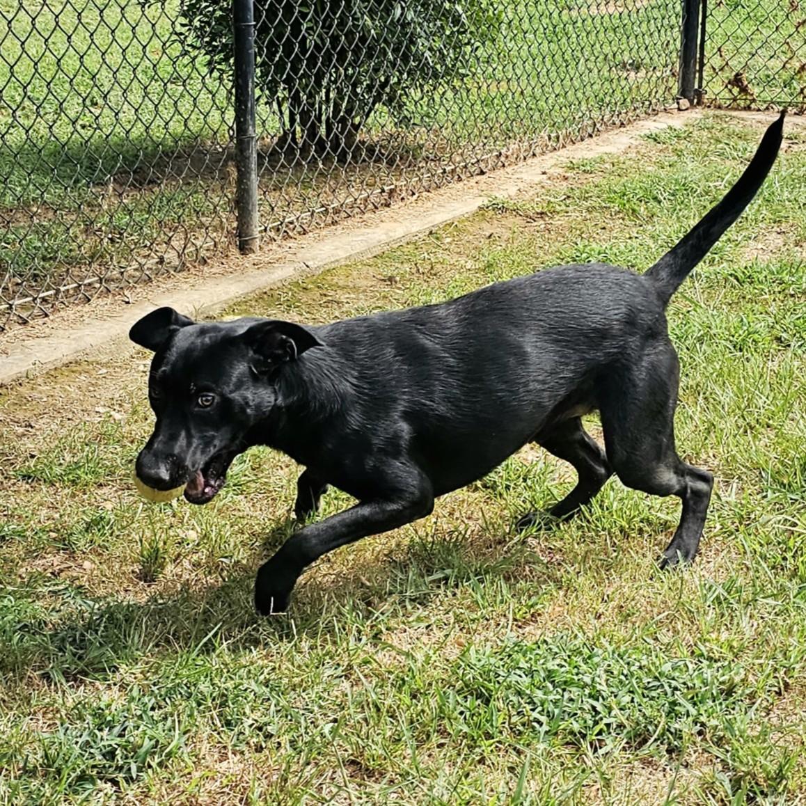 Turbo, a Adoptable mixed breed in Searcy, AR image 5/6