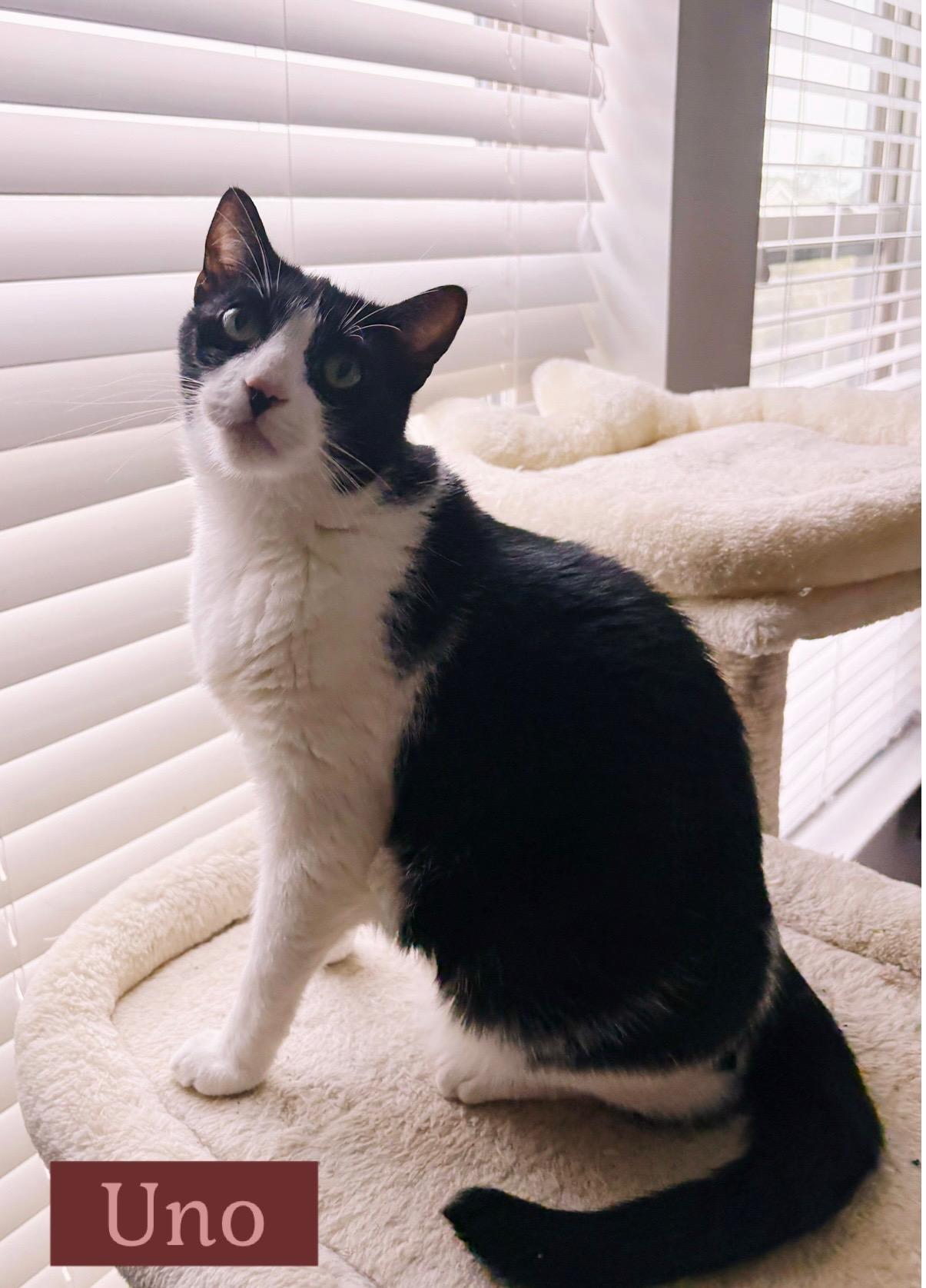 Uno, Adoptable, Adult Male Domestic Short Hair.