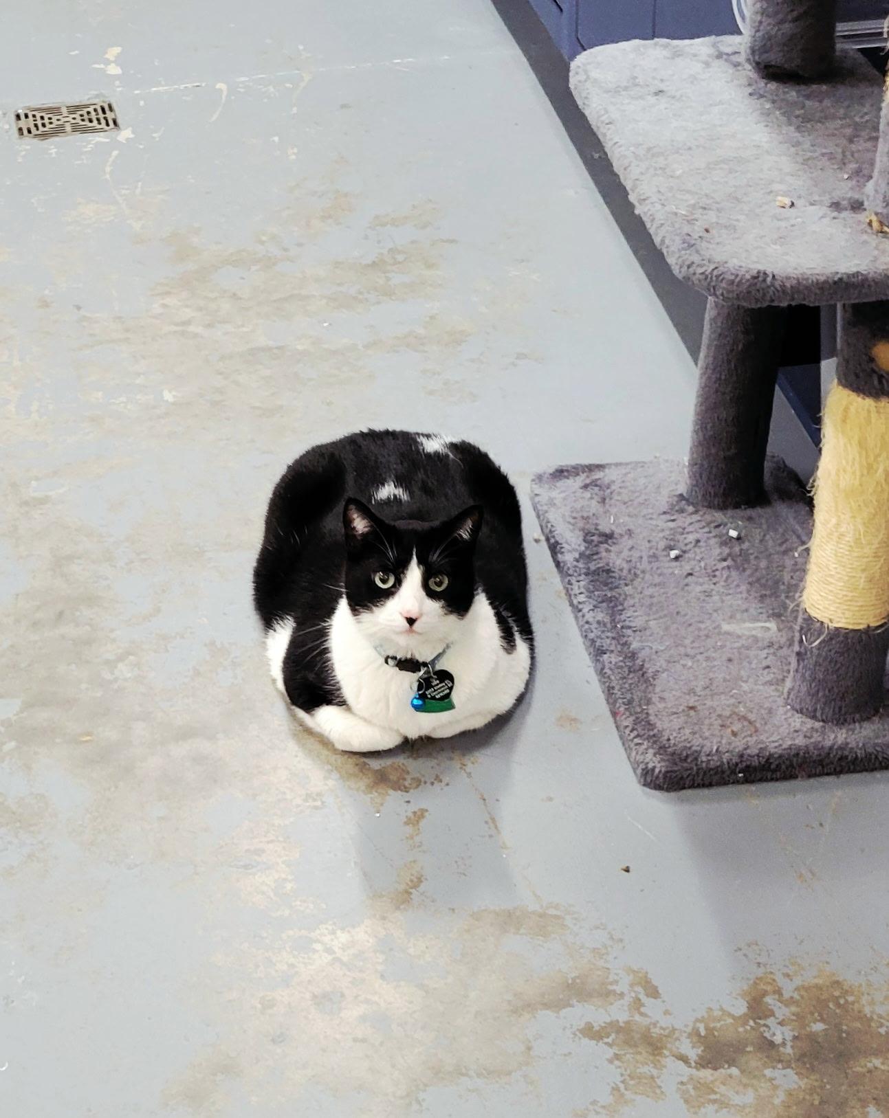 Uno, ADOPTABLE, Adult Male Domestic Short Hair.