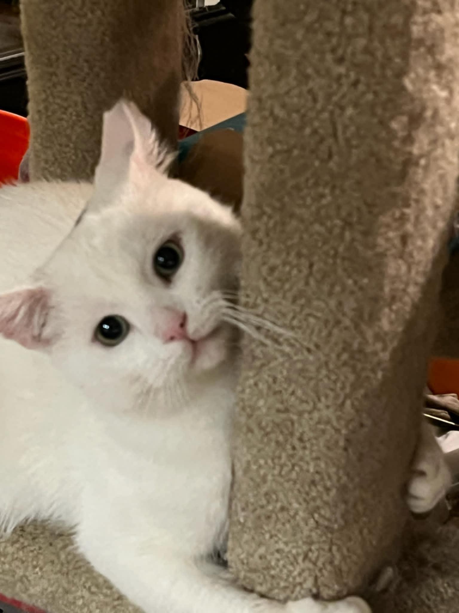 Peanut SF 4/18