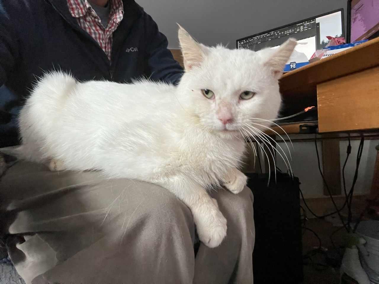 Enlarge Peanut SF 4/18, a Adoptable American Shorthair in West Bloomfield, MI image 5/6