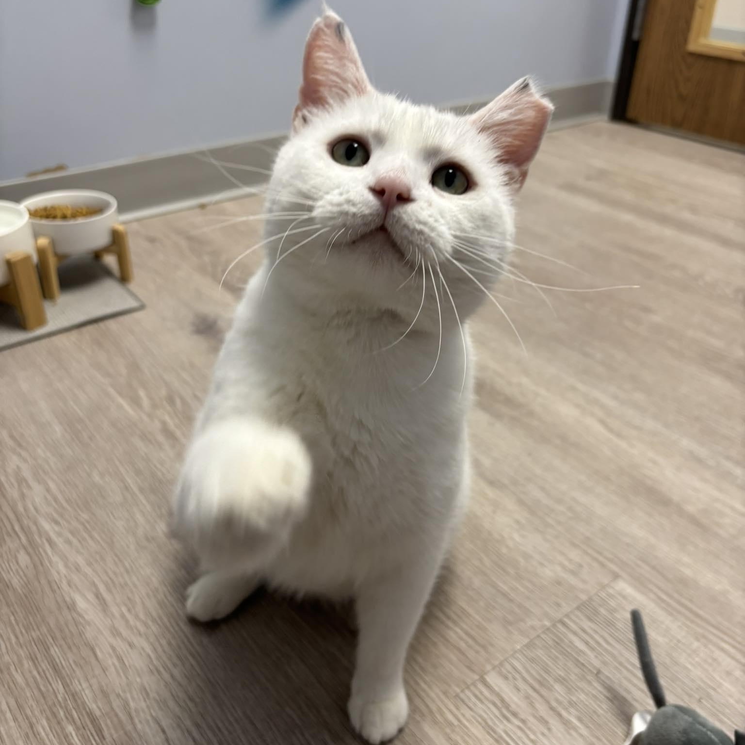 Peanut SF 4/18, Adoptable, Adult Male American Shorthair.