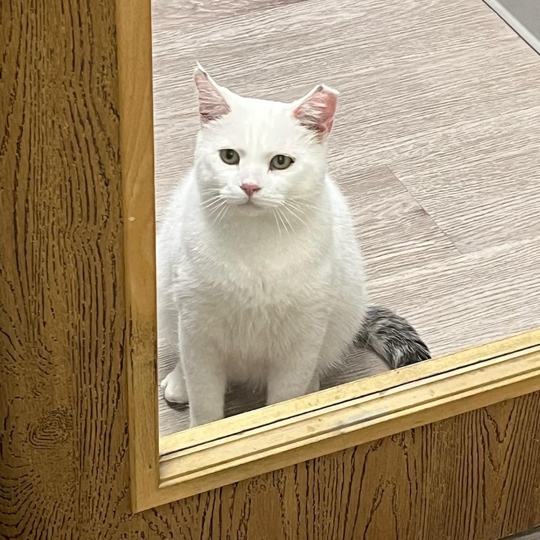 Enlarge Peanut SF 4/18, a Adoptable American Shorthair in West Bloomfield, MI image 3/6