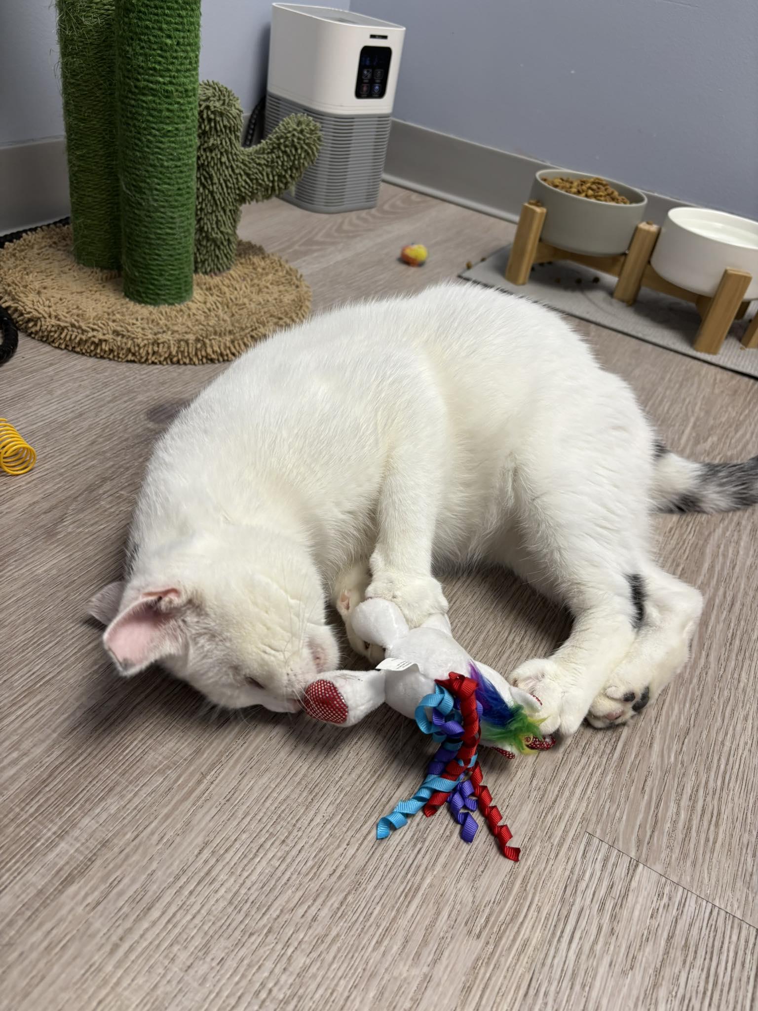 Enlarge Peanut SF 4/18, a Adoptable American Shorthair in West Bloomfield, MI image 2/6