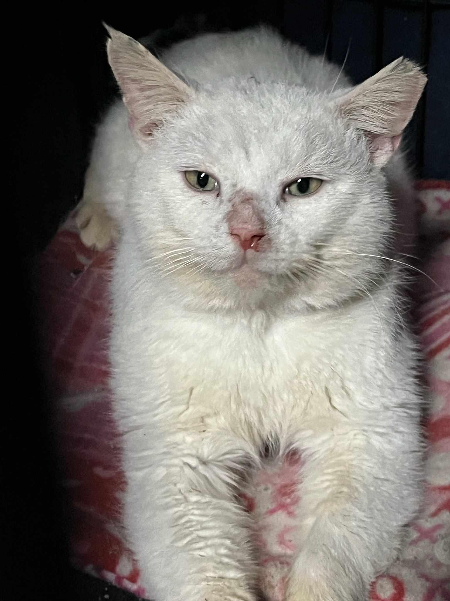 Enlarge Peanut SF 4/18, a Adoptable American Shorthair in West Bloomfield, MI image 6/6