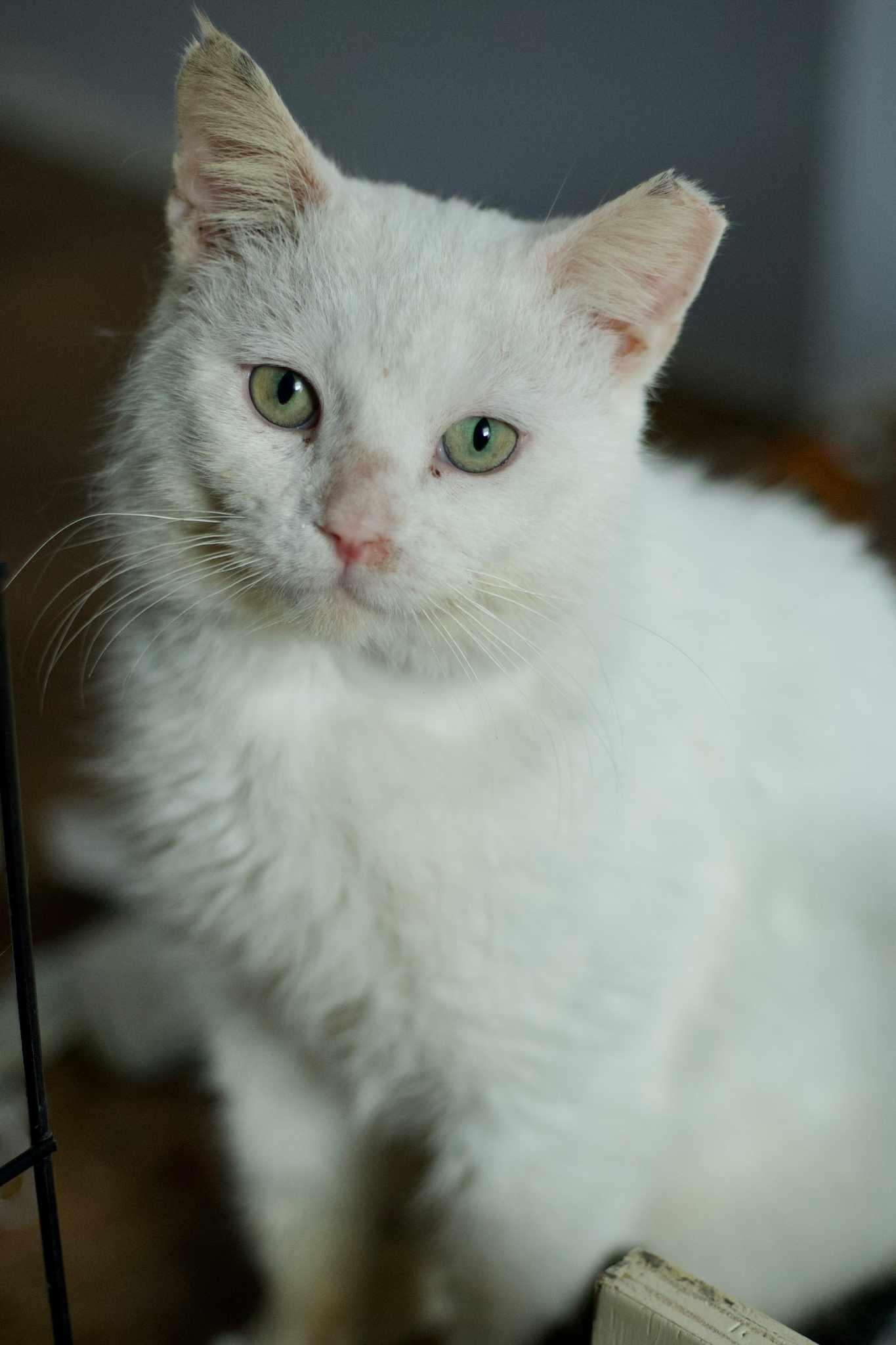 Peanut SF 4/18