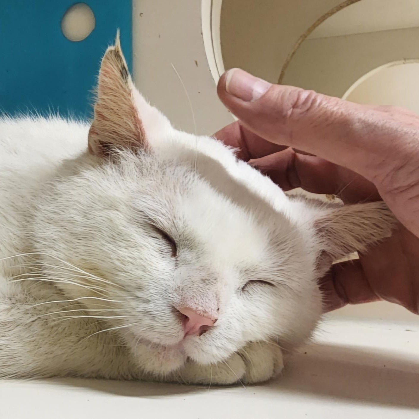 Enlarge Peanut SF 4/18, a Adoptable American Shorthair in West Bloomfield, MI image 4/6