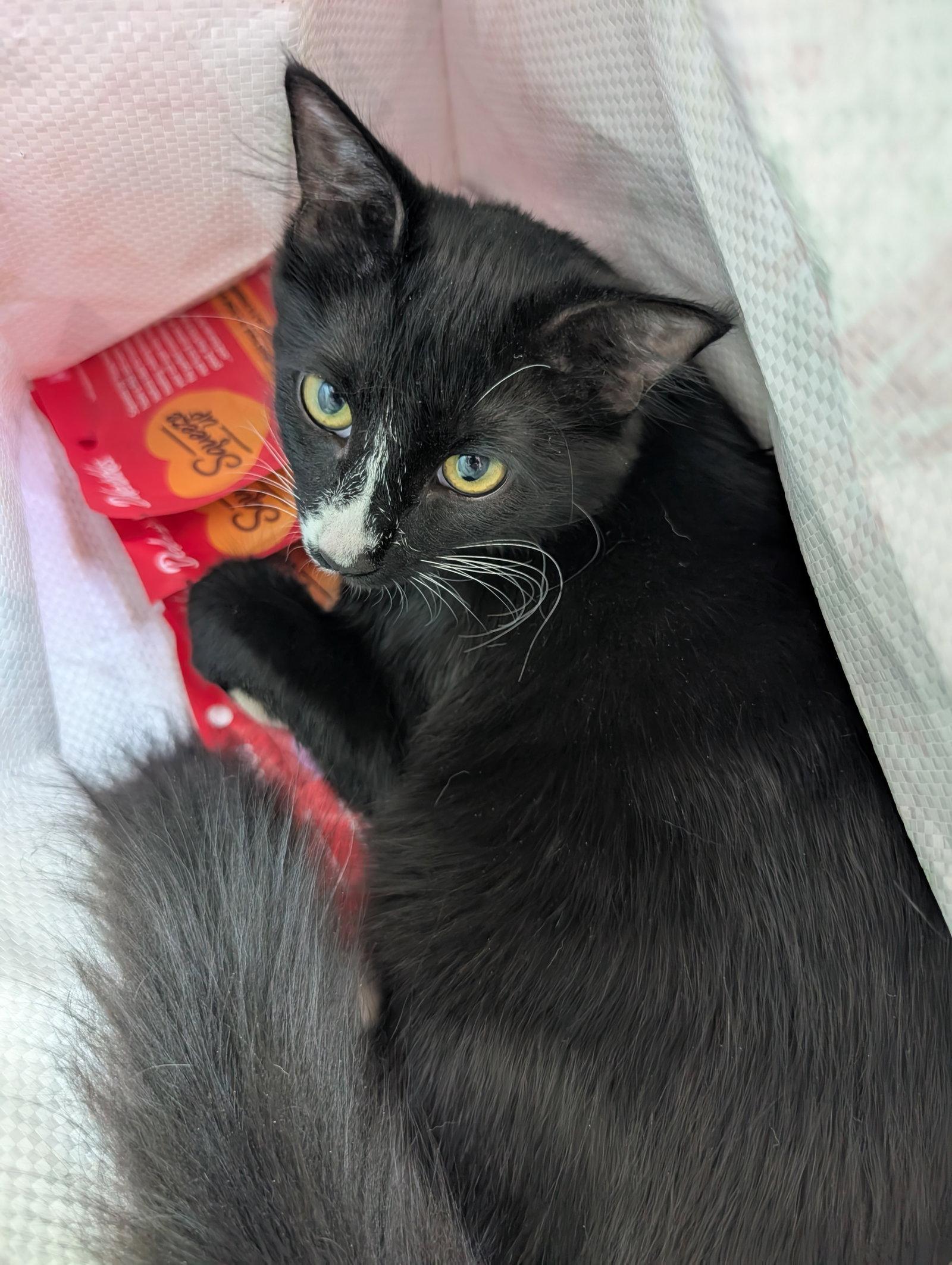 Jessika, Adopted, Kitten Female Domestic Long Hair & Tuxedo.