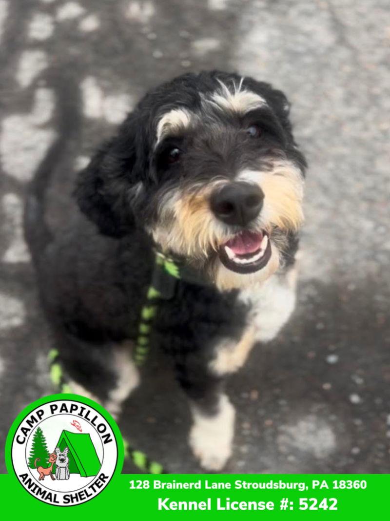 Winston, Adoptable, Young Male Mountain Dog & Poodle.