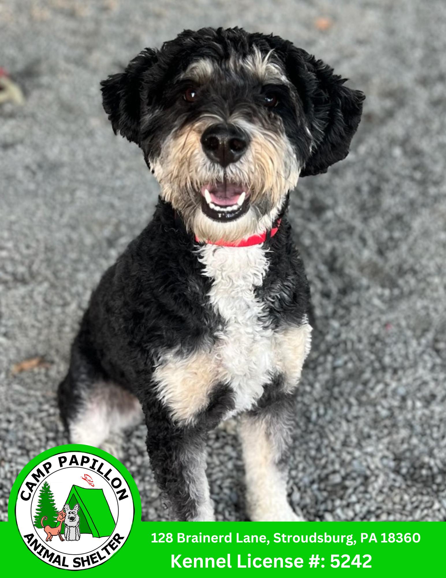 Winston, Adoptable, Young Male Mountain Dog & Poodle.