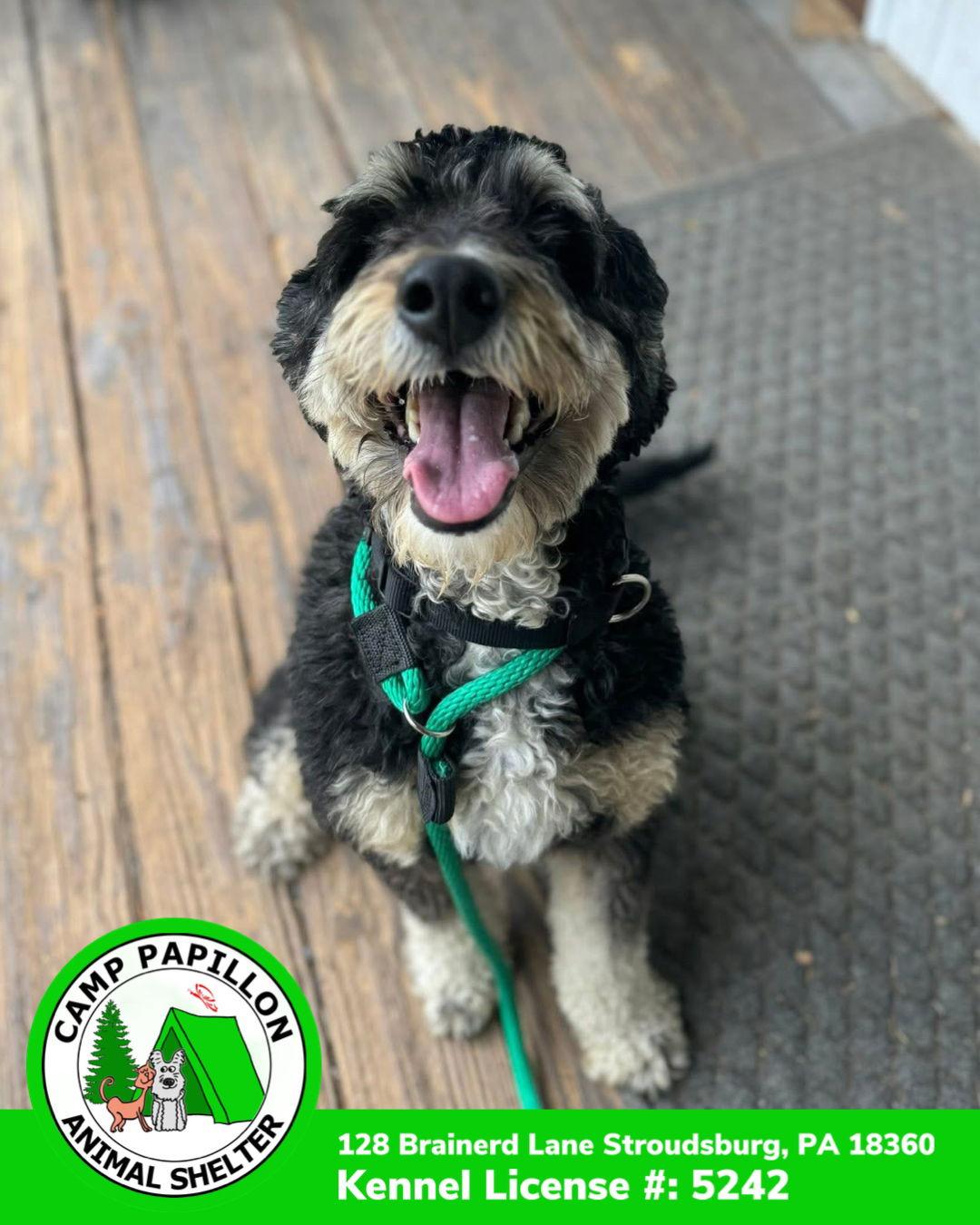 Winston, a Adoptable mixed breed in Stroudsburg, PA image 2/3