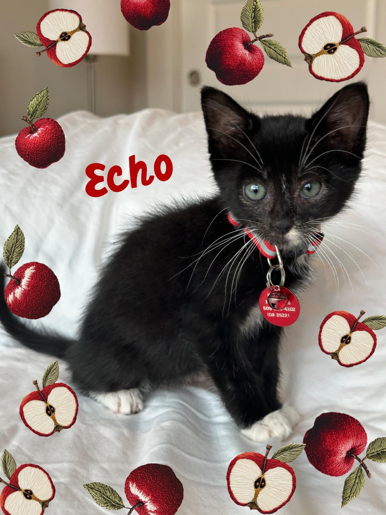 Echo
