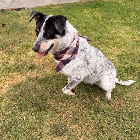 Enlarge Ranger, a Adoptable mixed breed in Torrance, CA image 4/4