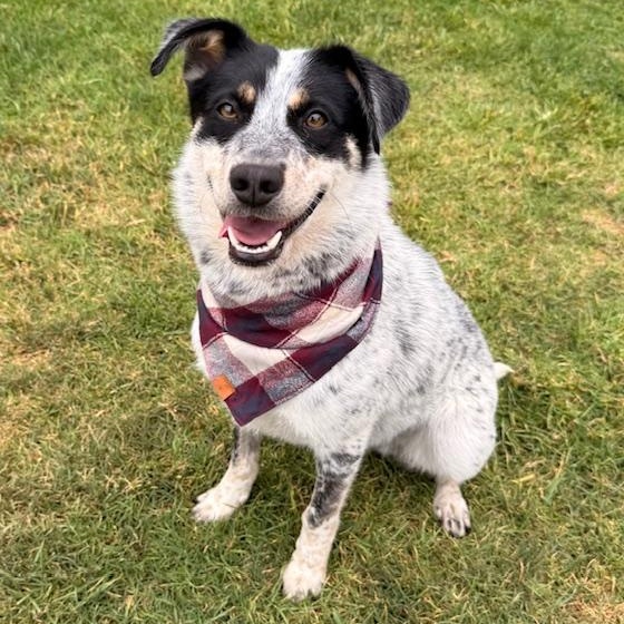 Ranger, Adoptable, Young Male Australian Cattle Dog / Blue Heeler.