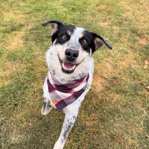 Enlarge Ranger, a Adoptable mixed breed in Torrance, CA image 3/4