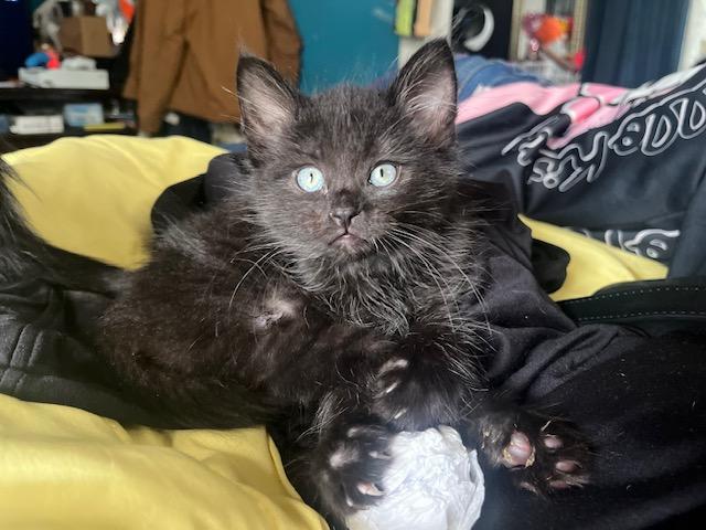 Dwight, adopted, Kitten Male Domestic Medium Hair.
