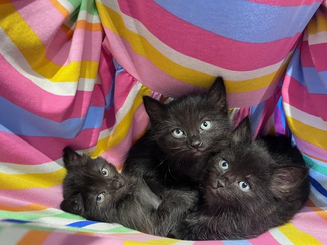 Dwight, an adopted Domestic Medium Hair in Cleveland, OH image 6/6