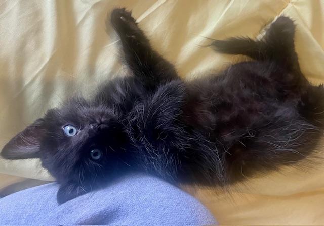 Dwight, an adopted Domestic Medium Hair in Cleveland, OH image 5/6