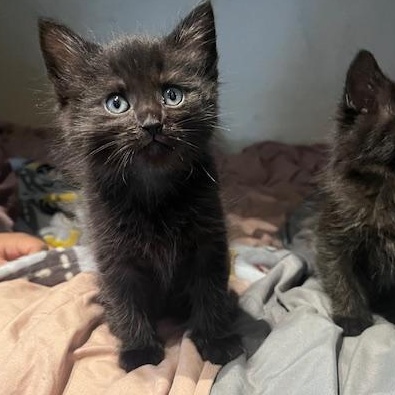 Dwight, an adopted Domestic Medium Hair in Cleveland, OH image 3/6