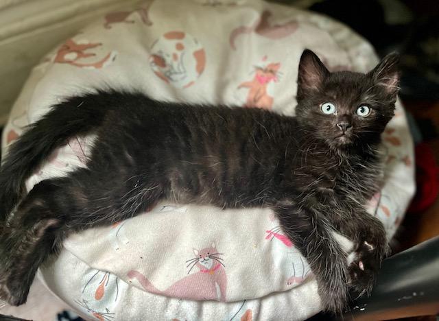 Dwight, an adopted Domestic Medium Hair in Cleveland, OH image 2/6