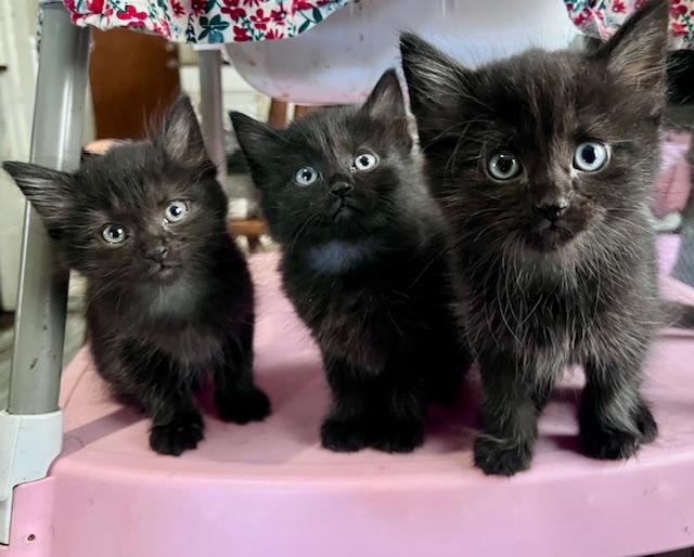 Dwight, an adopted Domestic Medium Hair in Cleveland, OH image 4/6