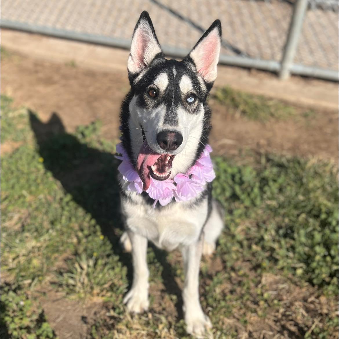 Enlarge Loba, a Adoptable mixed breed in Burnaby, BC image 4/6