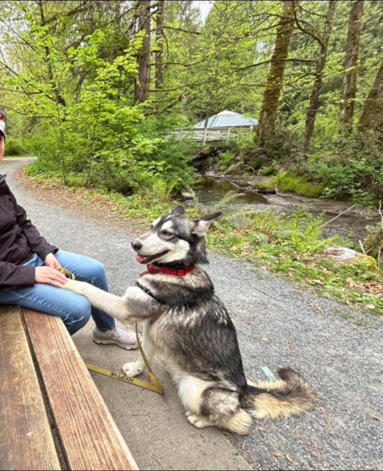 Enlarge Loba, a Adoptable mixed breed in Burnaby, BC image 6/6