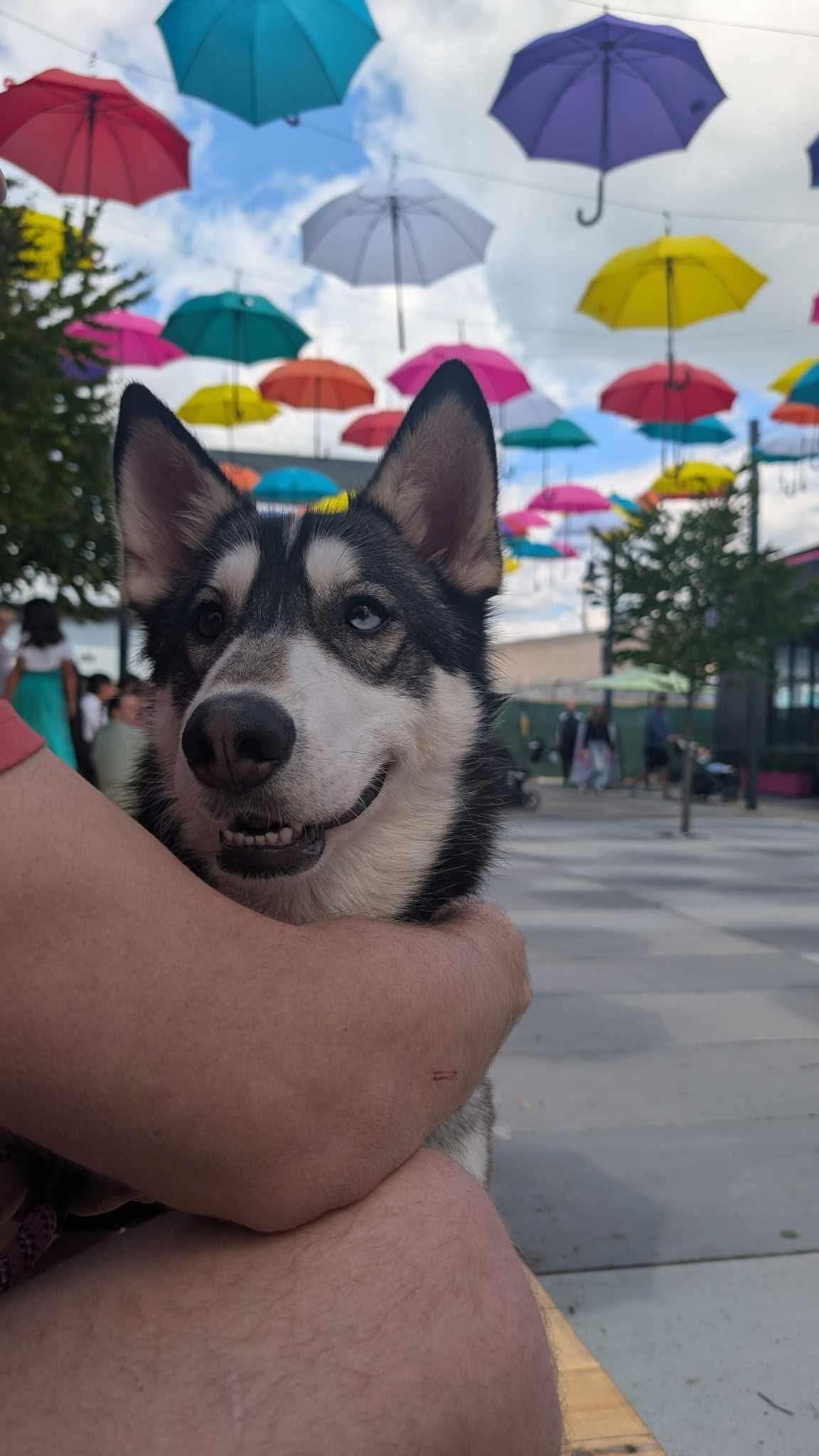 Loba, an adoptable Siberian Husky in Langley, BC, V3A 4C4 | Photo Image 2