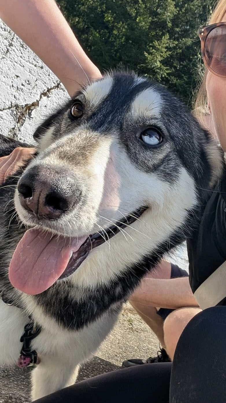 Loba, Adoptable, Adult Female Siberian Husky.