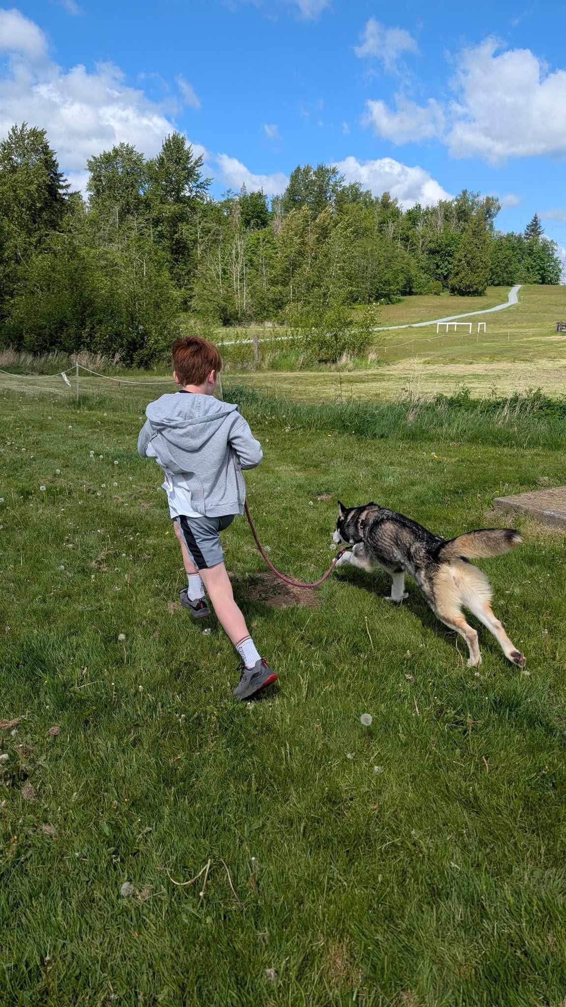 Loba, an adoptable Siberian Husky in Langley, BC, V3A 4C4 | Photo Image 5