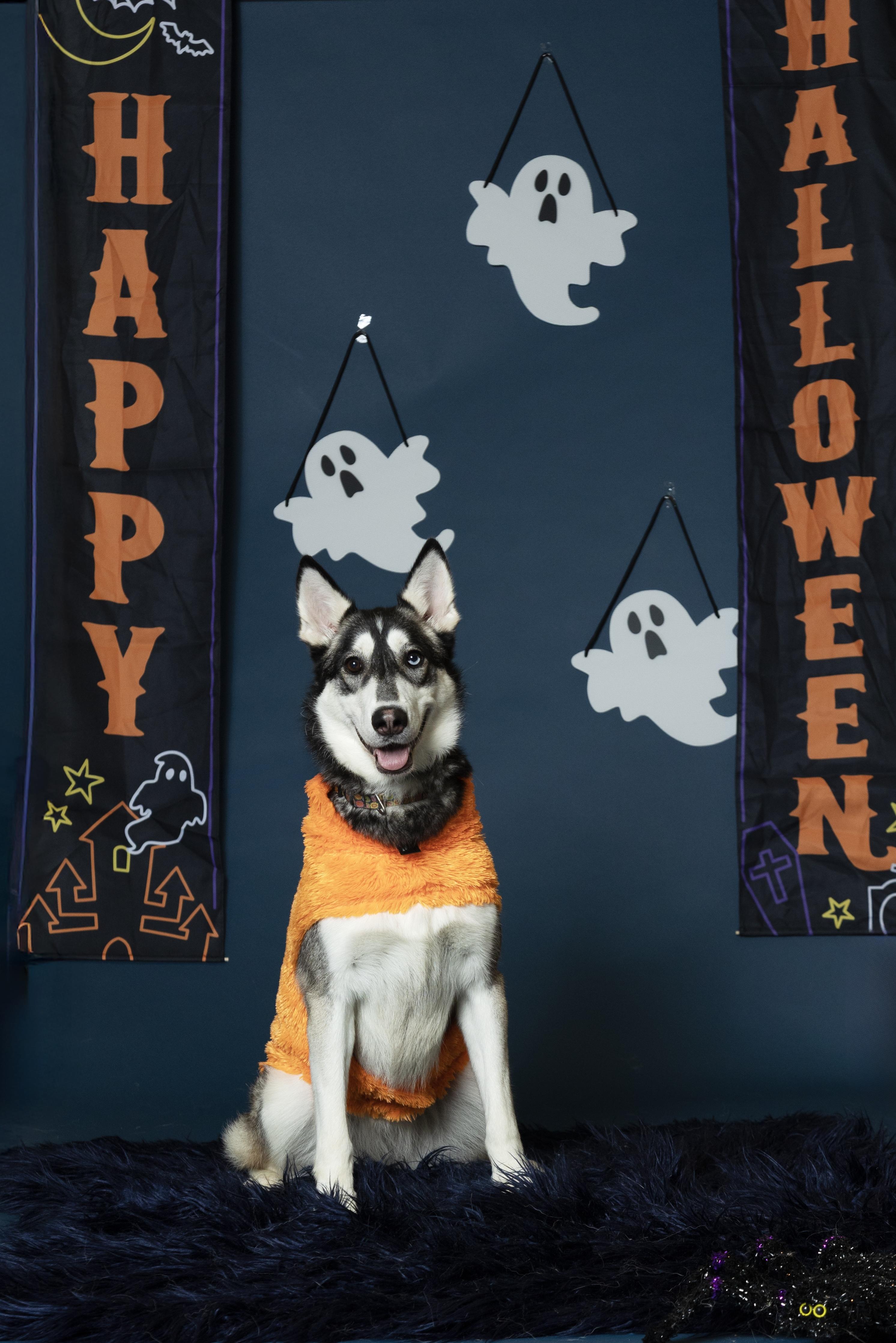 Loba, an adoptable Siberian Husky in Langley, BC, V3A 4C4 | Photo Image 1