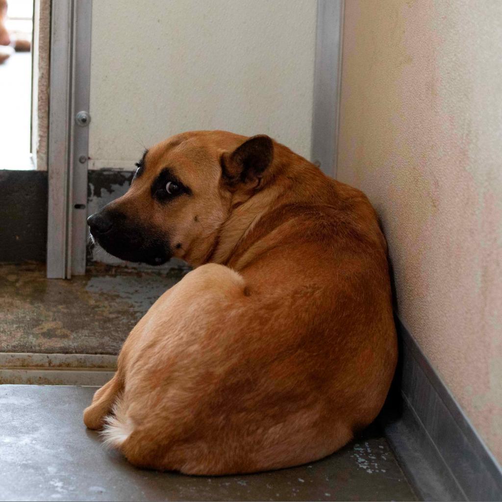 Enlarge Rex, a Adoptable mixed breed in Morganfield, KY image 1/2